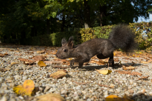 Eichhörnchen