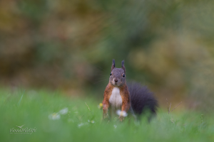 Eichhörnchen