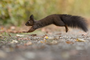 Eichhörnchen