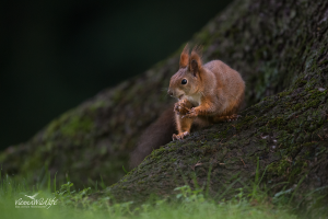 Eichhörnchen