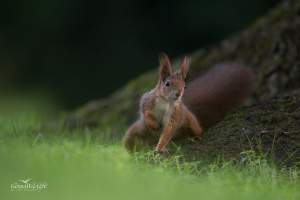 Eichhörnchen