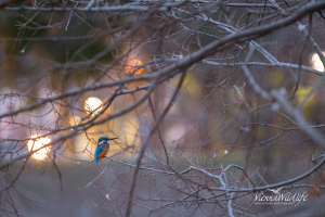 Eisvogel mitten in der Stadt