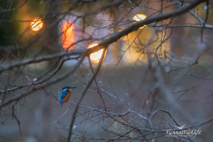 Eisvogel mitten in der Stadt