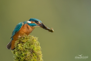 Eisvogel