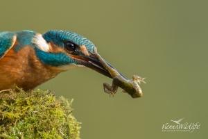 Eisvogel