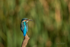 Eisvogel, Kingfisher, alcedo atthis