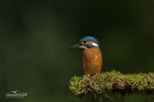 Eisvogel