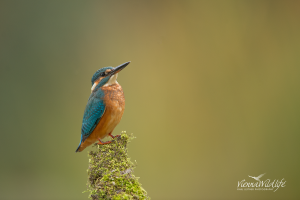 Eisvogel