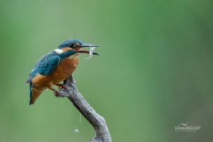 Eisvogel