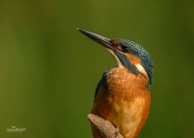 Eisvogel, Kingfisher, alcedo atthis