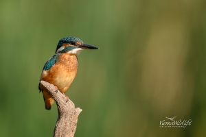 Eisvogel, Kingfisher, alcedo atthis