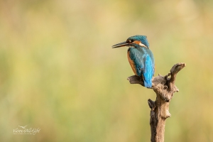 Eisvogel