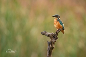 Eisvogel