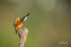 Eisvogel, Kingfisher, alcedo atthis