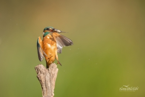 Eisvogel, Kingfisher, alcedo atthis, Naturfotoworkshop, Wien,