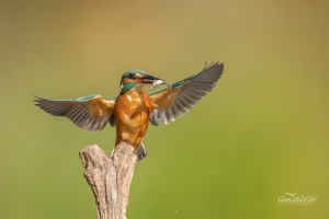 Eisvogel, Kingfisher, alcedo atthis, Naturfotoworkshop, Wien,