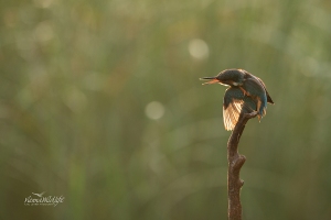 Eisvogel