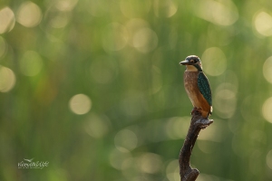 Eisvogel