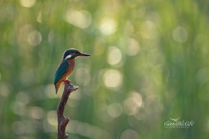 Eisvogel