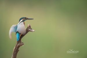 Eisvogel