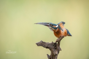 Eisvogel