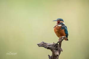 Eisvogel