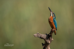 Eisvogel