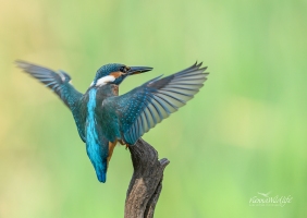 Eisvogel, Kingfisher, alcedo atthis