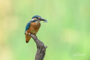 Eisvogel, Kingfisher, alcedo atthis