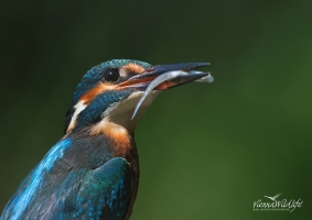 Eisvogel