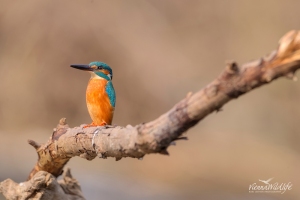 Vienna Wildlife /Karl Leitner war auf der suche nach WienÂ´s EisvÃ¶gel da sie jedes Jahr zwischen Februar und September kaum zu sehen sind.Wir haben endteckt warum! Sie sind auf der suche nach geeignete Gebiete um BruthÃ¶hle,Balz und Aufzucht einer Neuen Generation vorzubereiten.Leider wurde das von uns endteckte Brutloch wÃ¤hrend der Aufzucht vom letzten Hochwasser Ã¼berschwemmt!