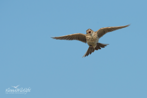 der Flug der Feldlerche