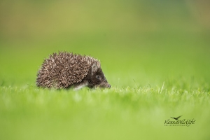 Igel