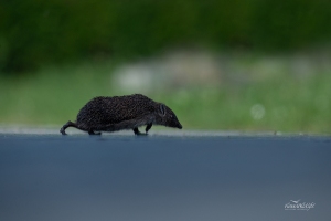 Igel