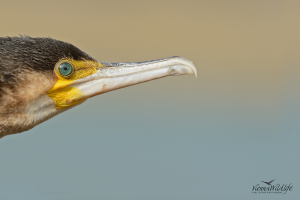 Kormoran