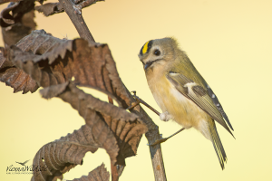 Wintergoldhähnchen