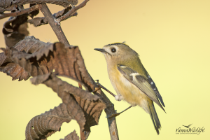 Wintergoldhähnchen