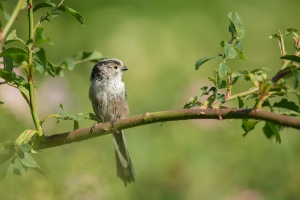 Schwanzmeise Juvenil