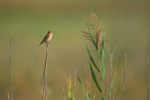 Braunkehlchen