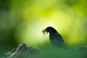 Amsel