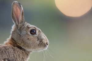 Wildkaninchen