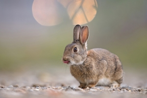 Wildkaninchen