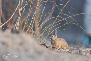 Wildkaninchen