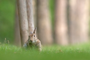 Wildkaninchen