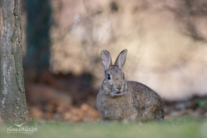 Wildkaninchen