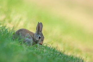 Wildkaninchen