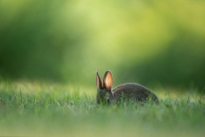 Wildkaninchen