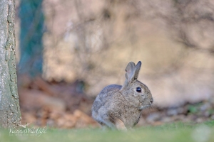 Wildkaninchen