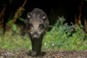 Wildschweine