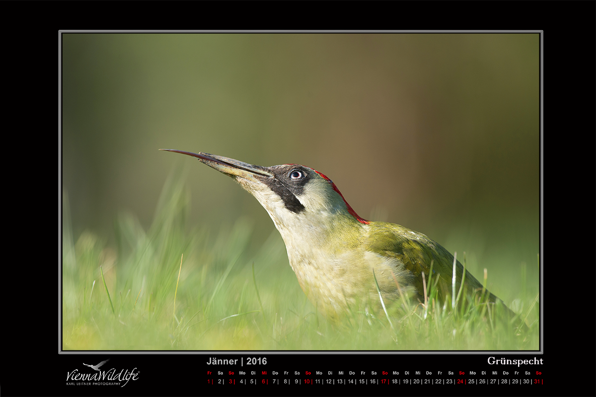 Vienna Wildlife Kalender 2016